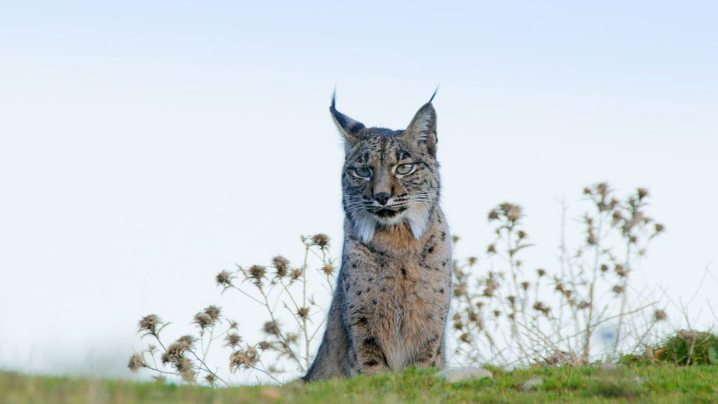 Canal Sur Special: Wild Andalusia.The land of the Iberian lynx
